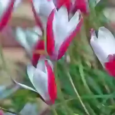 Clusiana Peppermintstick